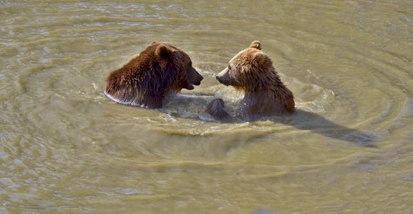 Quels sont les meilleurs spots pour l'observation des ours bruns en Roumanie ?