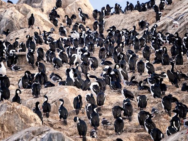 Comment participer à une expédition pour observer les pingouins en Antarctique : conseils et précautions ?